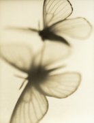 Sandi Fellman art print