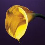 Robert Mapplethorpe art print