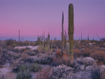 Art Wolfe art print