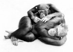 Walter Sittig art print