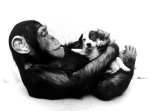 John Drysdale art print