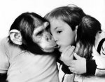 Kissing Chimpanzees