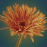 Jane Ann Butler art print