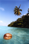 Coconut swimming palm trees, Maldives Islands giclee art print