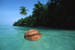 Coconut swimming palm trees giclee art print