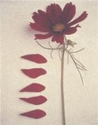 Deborah Schenk art print