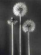 Graeme Harris art print
