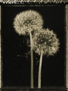 Lynne Jaeger Weinstein art print