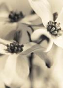 Sandi Fellman art print
