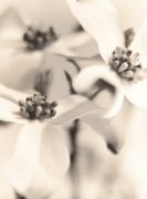 Sandi Fellman art print