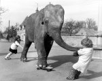 Elephant pulling a child on a skateboard giclee art print