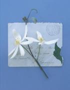 Deborah Schenk art print