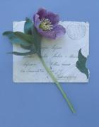 Deborah Schenk art print