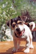 Heinz Krimmer art print