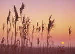 Rod Edwards art print