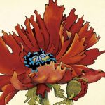 Lynn Kelly art print
