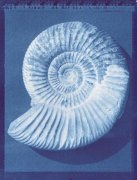 Zeva Oelbaum art print