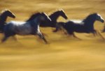 Ernst Haas art print