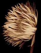 Joyce Tenneson art print