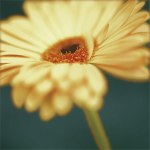 Jane Ann Butler art print
