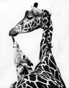 Walter Vogel art print