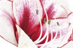 Barbara Bordnick art print