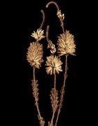 Joyce Tenneson art print