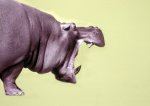 Walter Sittig art print