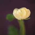 Jane Ann Butler art print