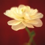 Jane Ann Butler art print