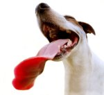 Jack Russel showing his long tongue art print