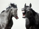 Walter Sittig art print