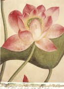Deborah Schenk art print