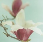 Natalie Lane art print
