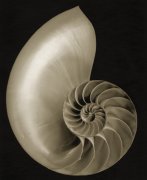 Bruce Rae art print