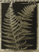 Lynne Jaeger Weinstein art print