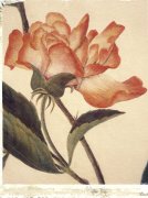 Deborah Schenk art print