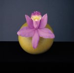 Robert Mapplethorpe art print