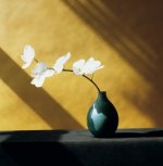 Robert Mapplethorpe art print