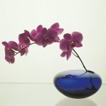Robert Mapplethorpe art print