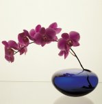 Robert Mapplethorpe art print