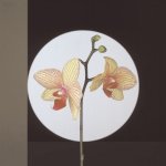 Robert Mapplethorpe art print