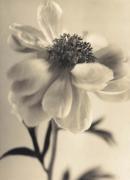 Sandi Fellman art print