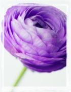 Ian Winstanley art print