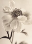 Sandi Fellman art print