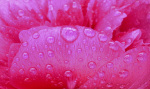 Rosseforp art print