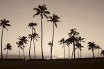 Michael Neubauer art print