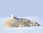Art Wolfe art print