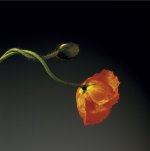 Robert Mapplethorpe art print