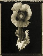 Lynne Jaeger Weinstein art print